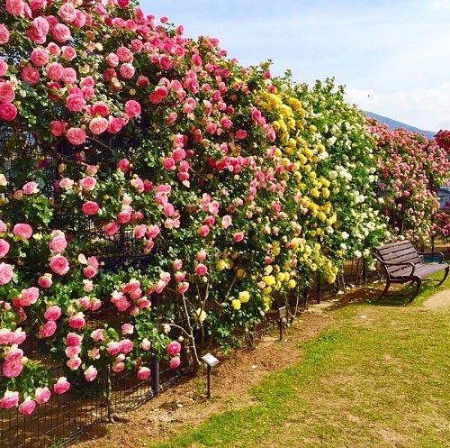 【東萩駅発】GWはみんなでGo!Go!カニカニフェスティバルin北九州 日帰り3